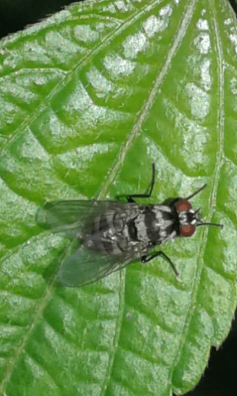 Muscidae: Limnophora obsignata